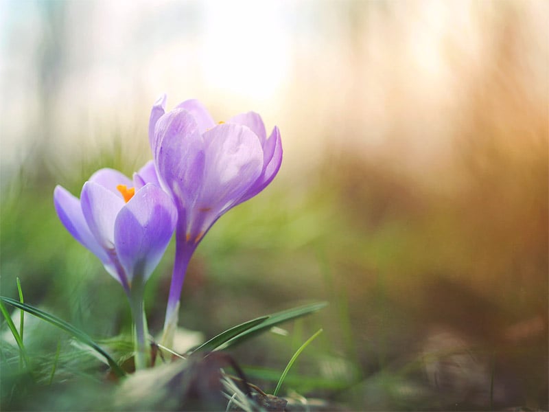 Spring wallpaper for desktop - Purple Flower