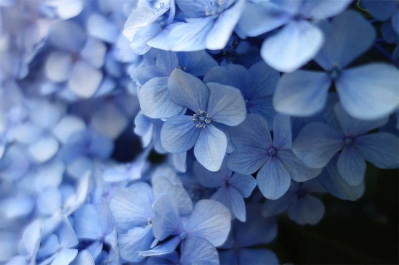 Blue Flowers