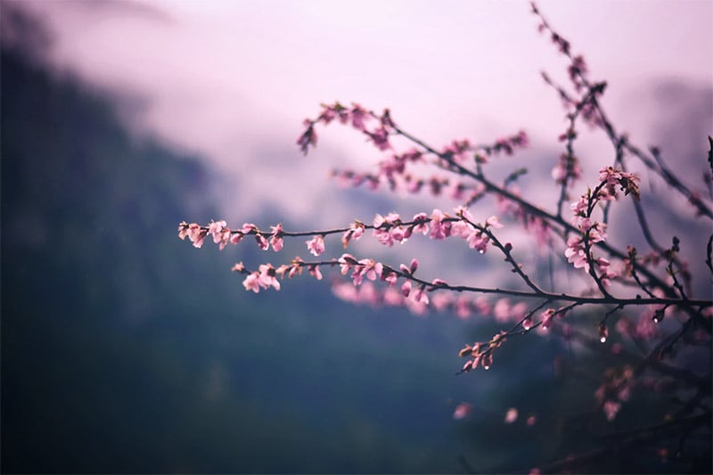 Spring Wallpapers - Blosssoms