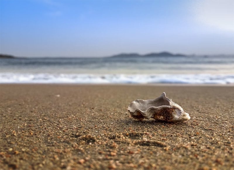 Seashell