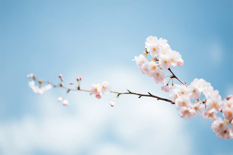 Branch and Blossoms