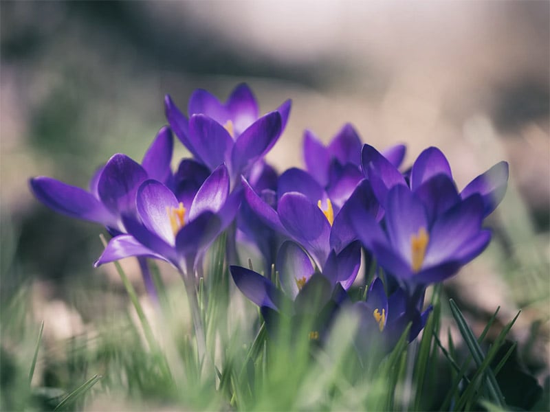 Spring computer background - Purple Flower