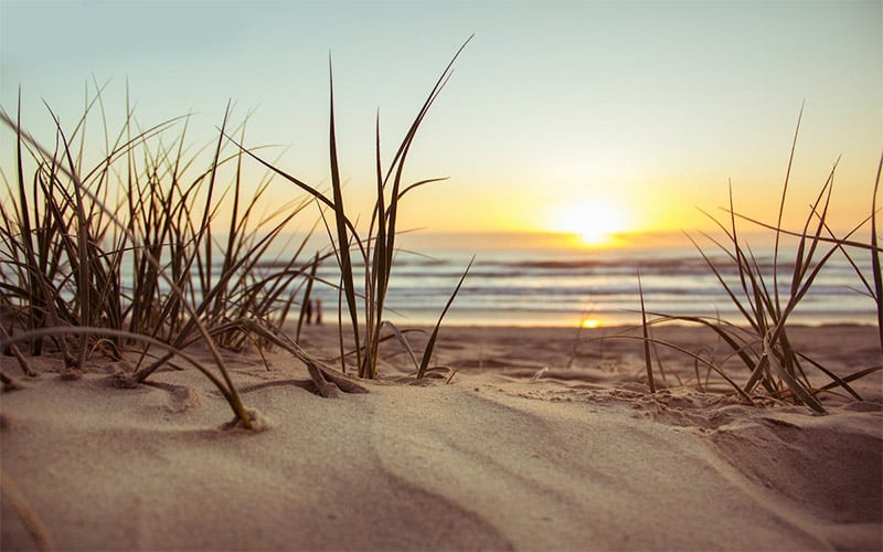 Beach Grass at Sunset