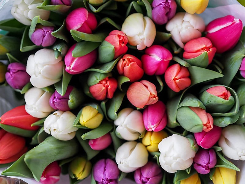 Tulip Bouquet Spring Wallpaper