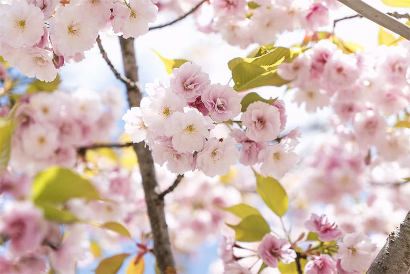 Pink Blossoms