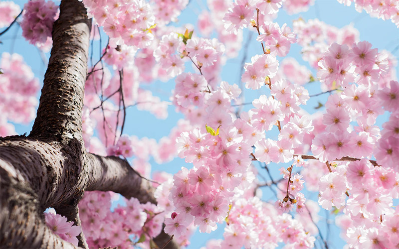 Cherry Blossoms Wallpaper