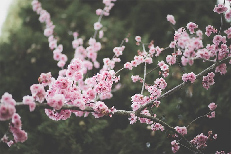 Beautiful Blossoms Wallpaper