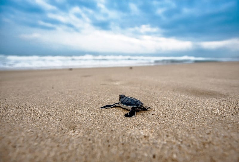 Turtle on the Beach