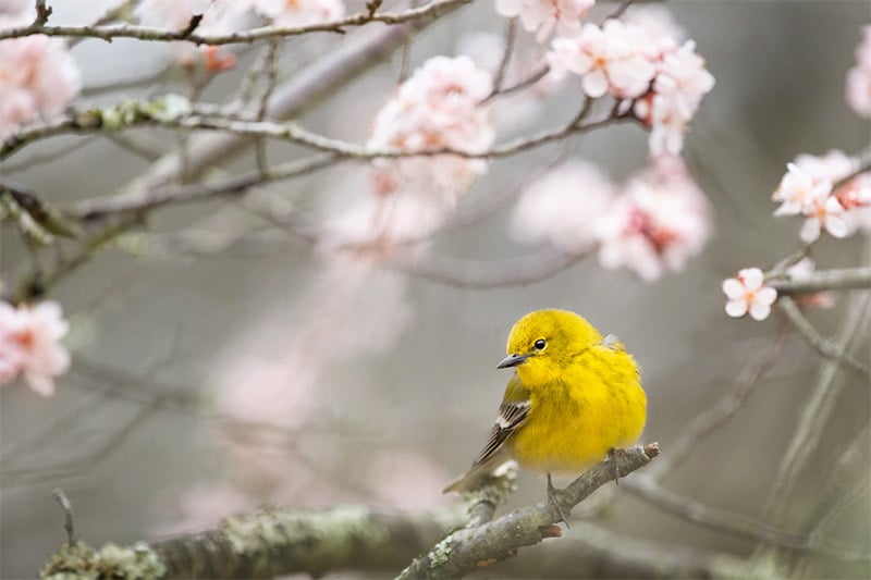 Yellow Bird - Spring Wallpapers