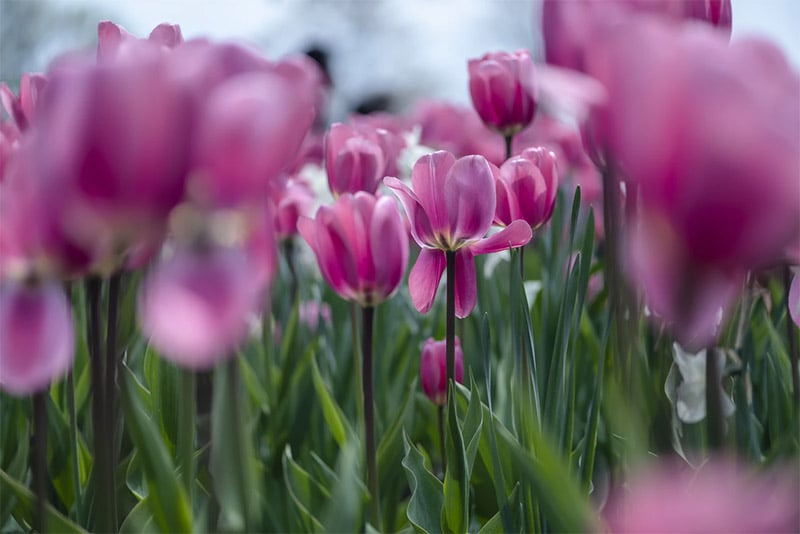 Spring wallpaper for desktop  - Pink Tulips