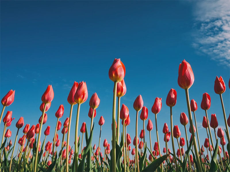 Field of Tulips