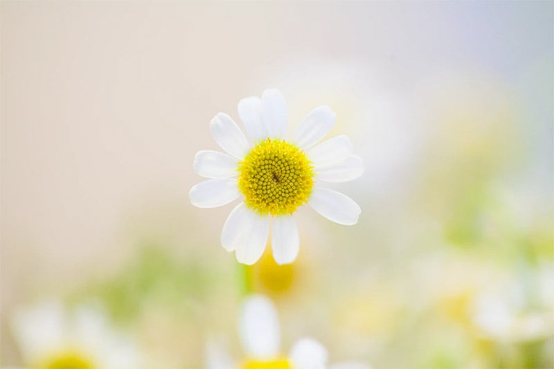 Daisy