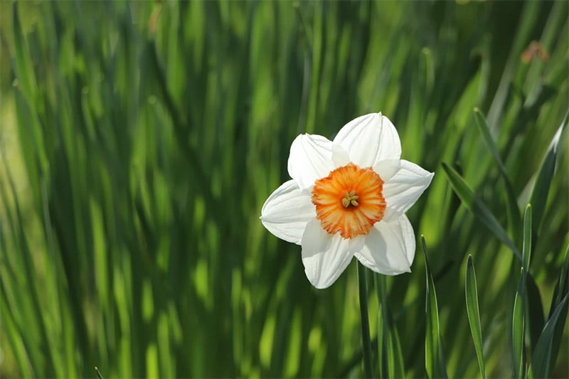 White Daffodil Wallpaper