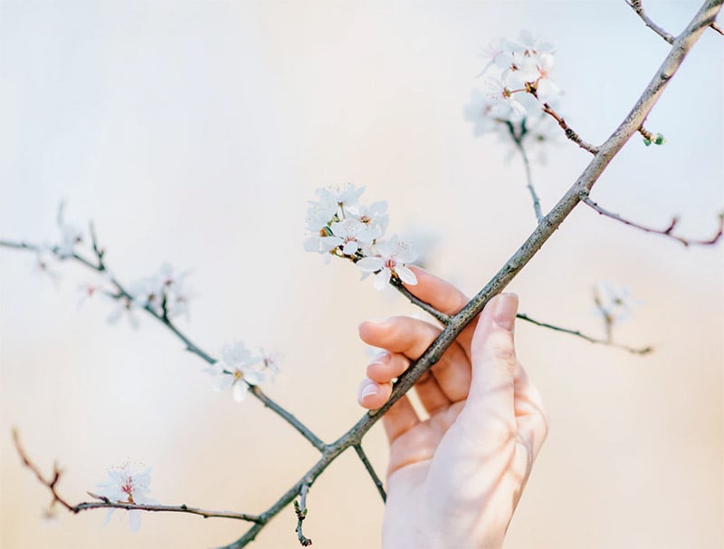 Spring Wallpapers - Touching the Blossom