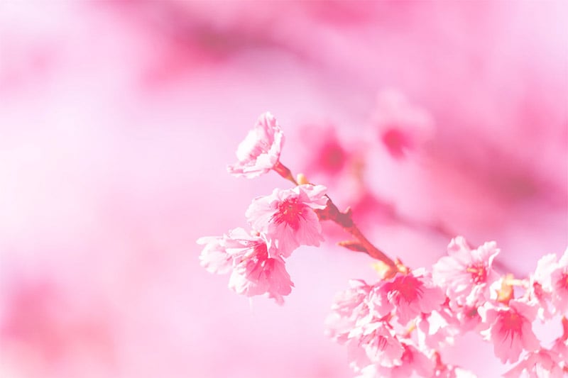 All Pink Wallpaper