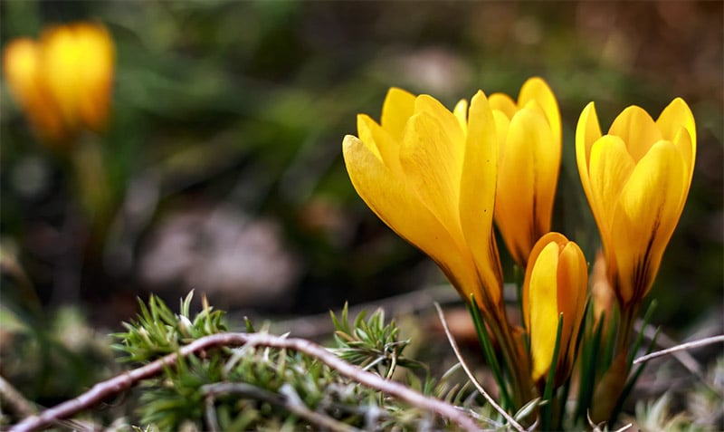 Yellow Flower Spring Wallpaper