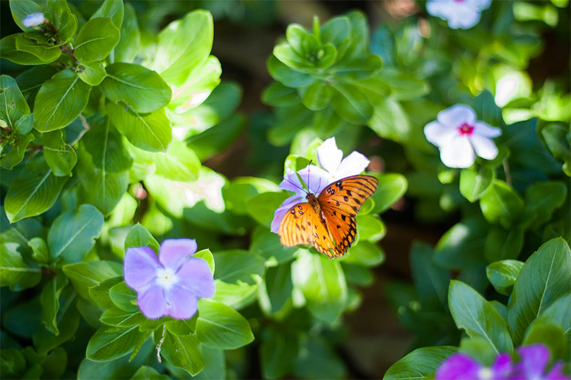 Spring Wallpapers - Butterfly