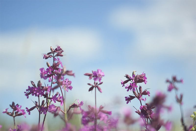 Flowering Plants