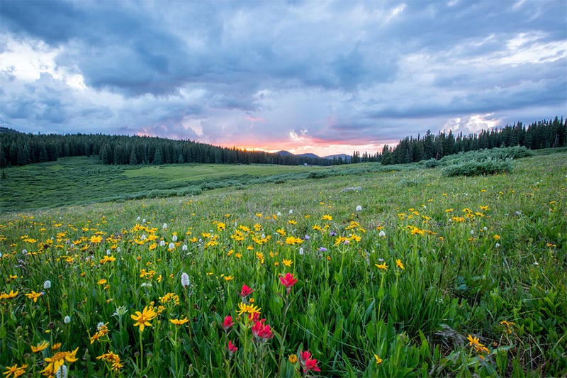 Spring Wallpaper - Wildflowers