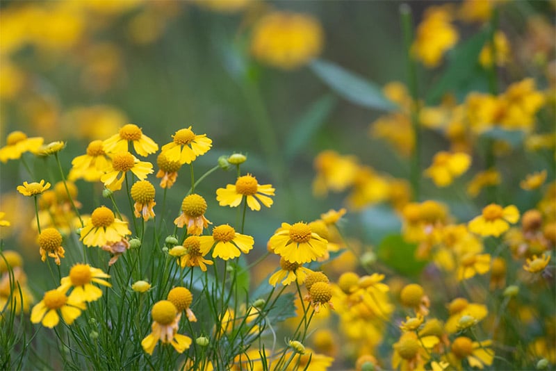 Yellow Flowers