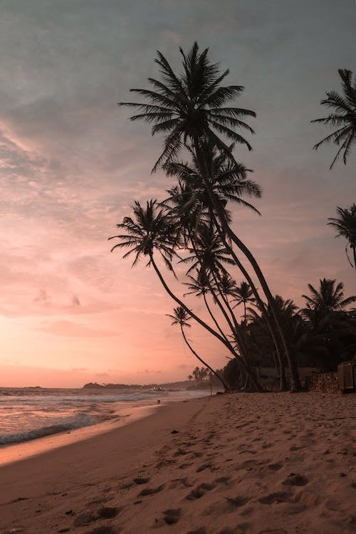 Palm Trees on the Beach