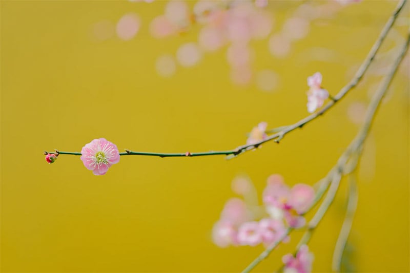 Spring Wallpaper - Selective Focus