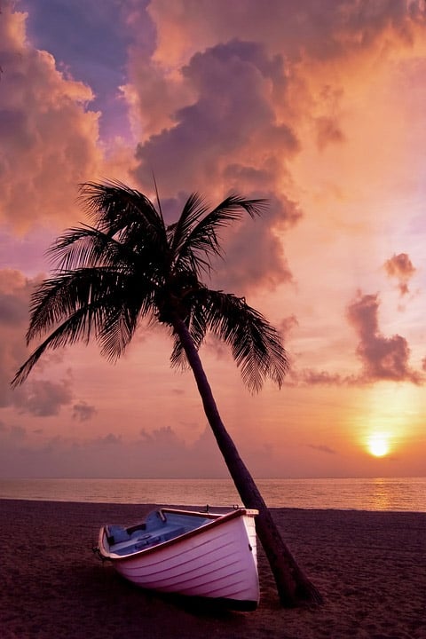 Boat and Palm Tree