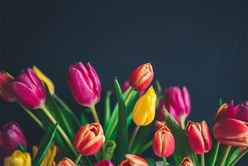 Tulips on Dark Background