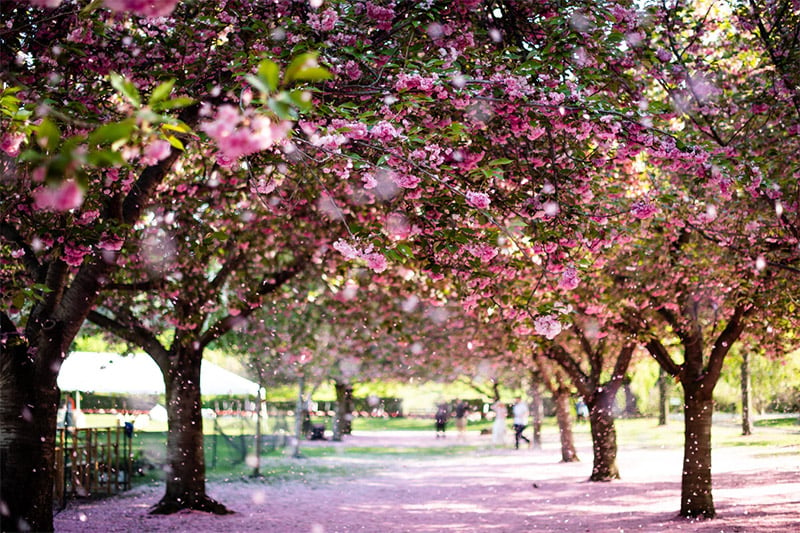 Falling Cherry Blossoms Spring Wallpaper