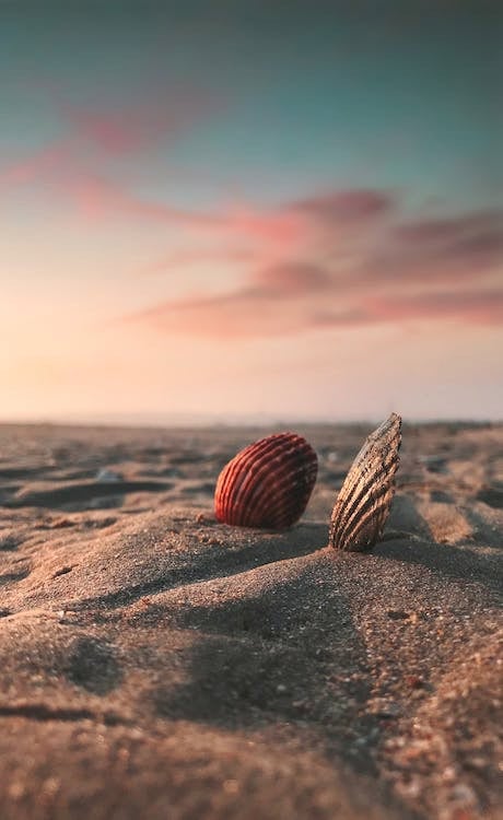 Shells on the Beach