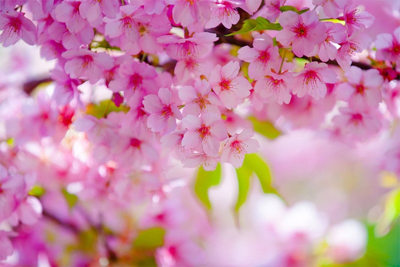 Pink Flowers