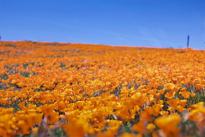 Orange Field