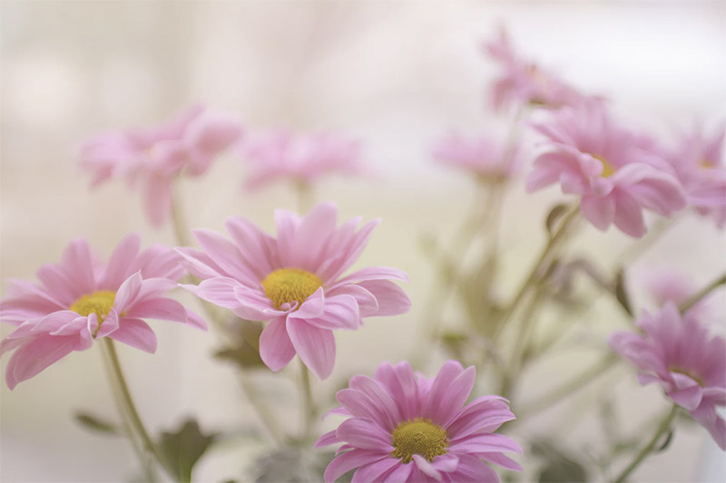 Soft Pink Flowers