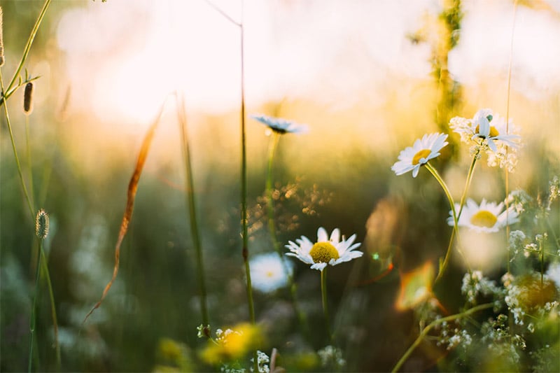 Flowers on a Blurred Background