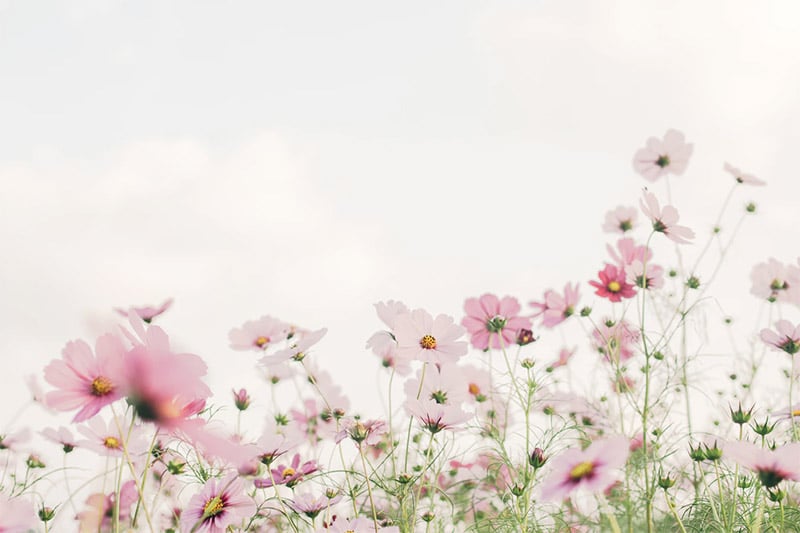 Pink Flowers