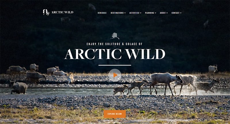 Arctic Wild