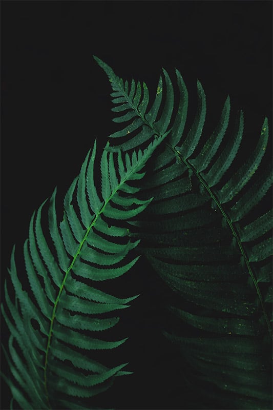 Fern Leaves