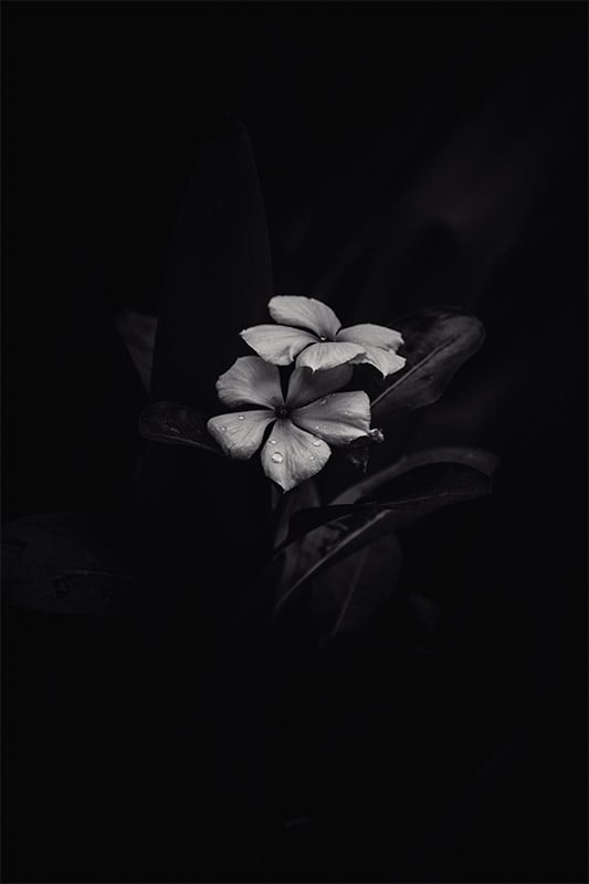 Greyscale Flower