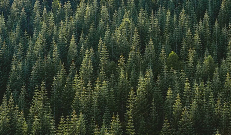 Beautiful Forest Wallpaper (Mobile and Desktop Backgrounds)