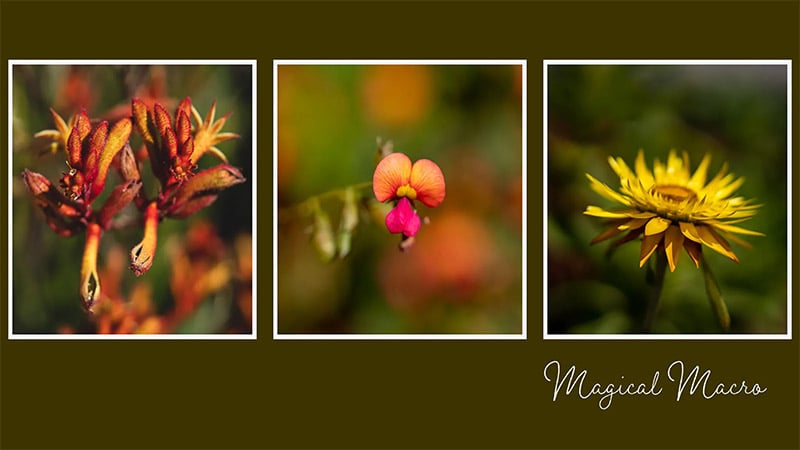 How to Create a Collage in Lightroom Classic