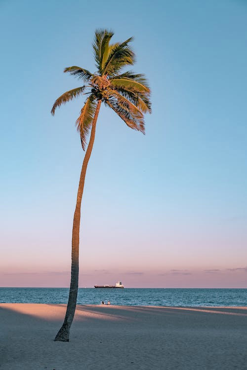 Lone Palm Tree