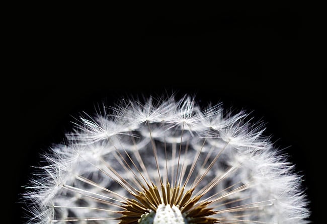 Top of a dandelion