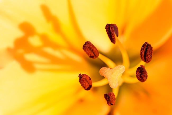 Inside of a flower