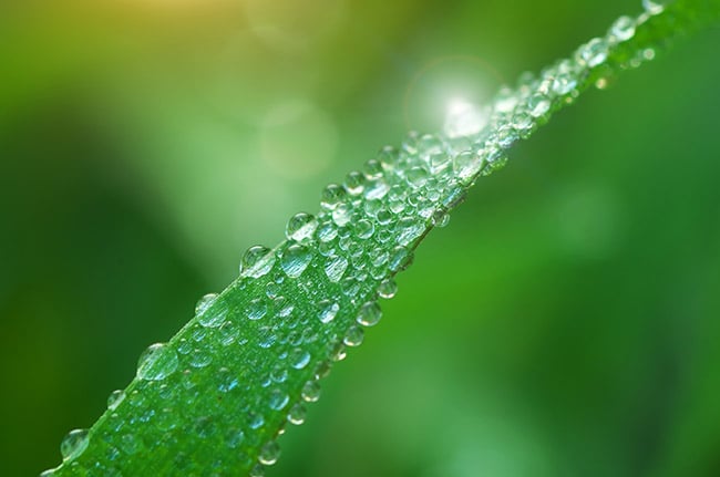 Water droplets on a plant