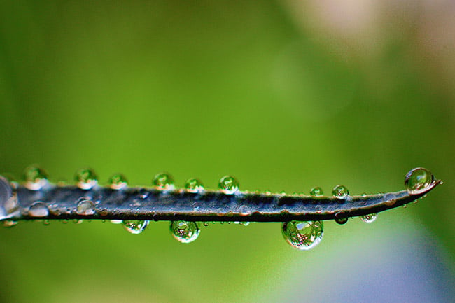 Drops of water up close