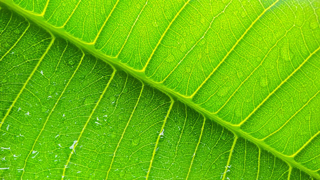 Macro Photography - green leaf