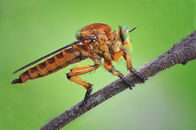 Insect on stick