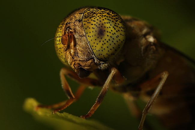 Insect - Macro Photography