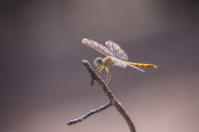 Flying insect - macro photo