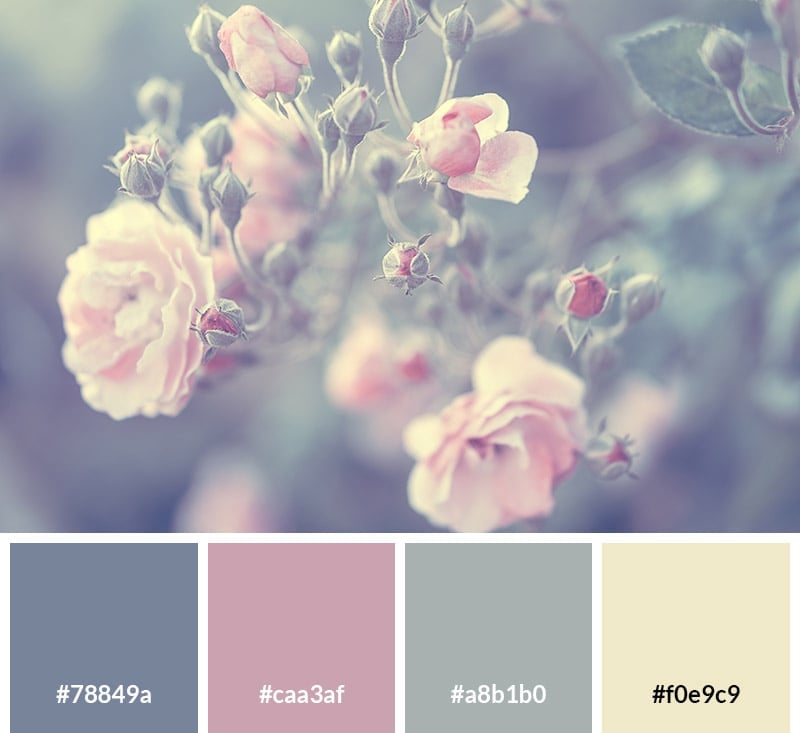 Pastel Rose Color Palette